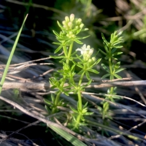 Asperula conferta at Wamboin, NSW - 21 Sep 2023 08:04 AM