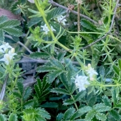 Asperula conferta at Wamboin, NSW - 21 Sep 2023