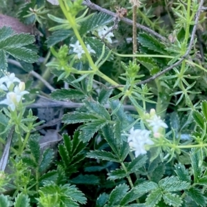 Asperula conferta at Wamboin, NSW - 21 Sep 2023