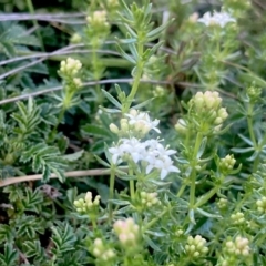 Asperula conferta at Wamboin, NSW - 21 Sep 2023