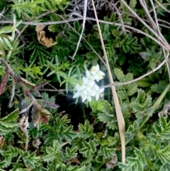 Asperula conferta at Wamboin, NSW - 21 Sep 2023