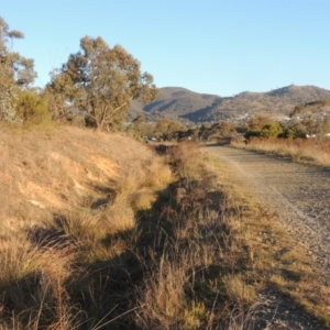 Carex appressa at Conder, ACT - 17 Sep 2023 05:43 PM