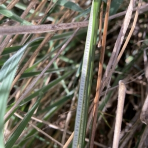 Juncus flavidus at Majura, ACT - 20 Sep 2023 10:10 AM