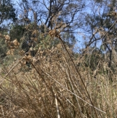 Juncus flavidus at Majura, ACT - 20 Sep 2023 10:10 AM