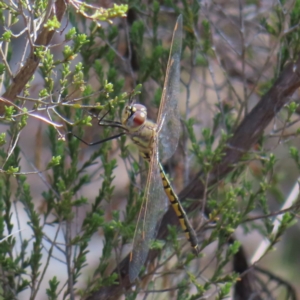 Hemicordulia tau at Mount Taylor - 20 Sep 2023 02:09 PM