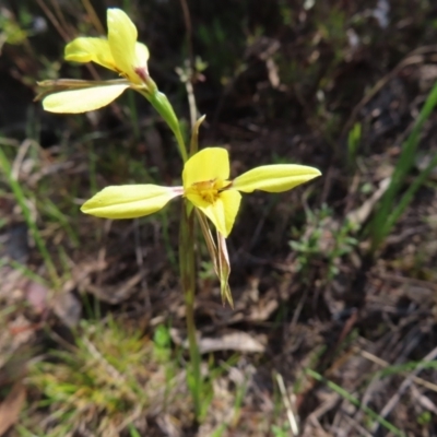 Diuris chryseopsis (Golden Moth) at Tuggeranong, ACT - 20 Sep 2023 by MatthewFrawley