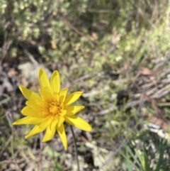 Microseris walteri (Yam Daisy, Murnong) at Majura, ACT - 20 Sep 2023 by waltraud