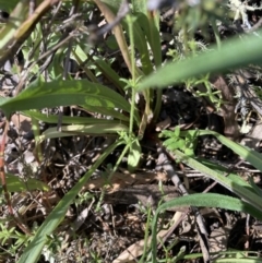 Microseris walteri at Majura, ACT - 20 Sep 2023