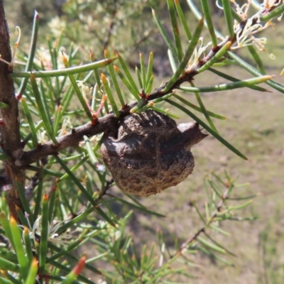 Hakea decurrens subsp. decurrens (Bushy Needlewood) at Tuggeranong, ACT - 20 Sep 2023 by MatthewFrawley