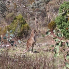 Macropus giganteus (Eastern Grey Kangaroo) at Tuggeranong, ACT - 20 Sep 2023 by MatthewFrawley