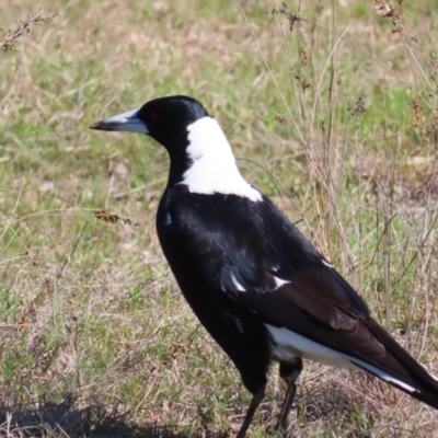 Gymnorhina tibicen (Australian Magpie) at Tuggeranong, ACT - 20 Sep 2023 by MatthewFrawley