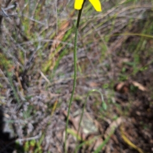 Microseris walteri at Majura, ACT - 21 Sep 2023