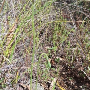 Microseris walteri at Majura, ACT - 21 Sep 2023