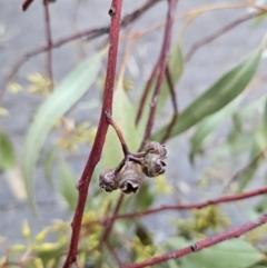 Eucalyptus blakelyi at Kambah, ACT - 20 Sep 2023