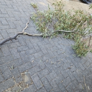 Eucalyptus blakelyi at Kambah, ACT - 20 Sep 2023