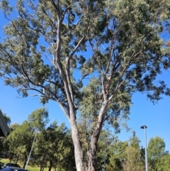 Eucalyptus blakelyi at Kambah, ACT - 20 Sep 2023