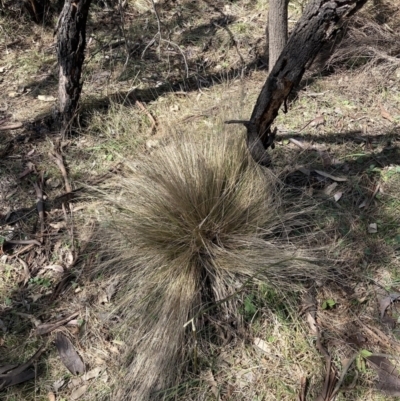 Nassella trichotoma (Serrated Tussock) at Majura, ACT - 20 Sep 2023 by waltraud