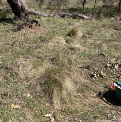 Nassella trichotoma (Serrated Tussock) at Majura, ACT - 20 Sep 2023 by waltraud