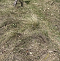 Nassella trichotoma at Majura, ACT - 20 Sep 2023