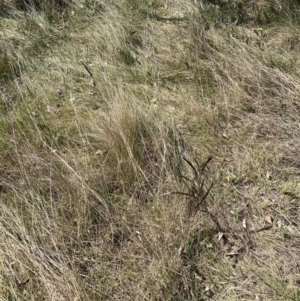 Nassella trichotoma at Majura, ACT - 20 Sep 2023