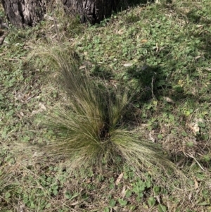 Nassella trichotoma at Majura, ACT - 20 Sep 2023