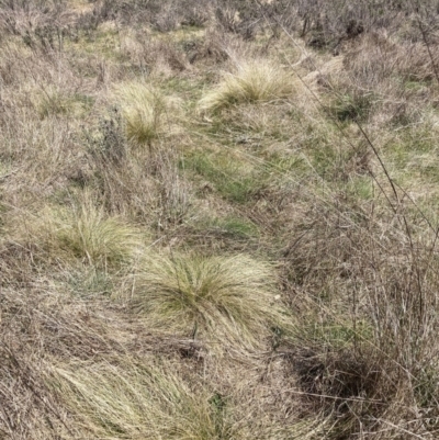 Nassella trichotoma (Serrated Tussock) at Majura, ACT - 20 Sep 2023 by waltraud