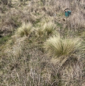 Nassella trichotoma at Majura, ACT - 20 Sep 2023