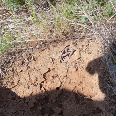 Aprasia parapulchella (Pink-tailed Worm-lizard) at Molonglo River Reserve - 20 Sep 2023 by RichardMilner