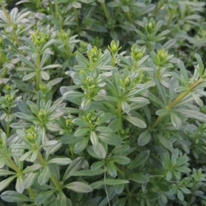 Galium aparine at Tuggeranong, ACT - 26 Mar 2023