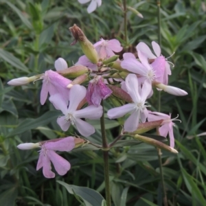 Saponaria officinalis at Tuggeranong, ACT - 26 Mar 2023