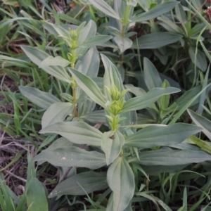 Saponaria officinalis at Tuggeranong, ACT - 26 Mar 2023