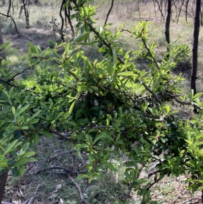 Pyracantha fortuneana (Firethorn) at Majura, ACT - 20 Sep 2023 by waltraud