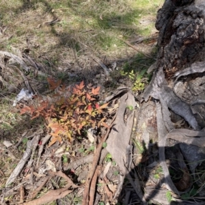 Nandina domestica at Majura, ACT - 20 Sep 2023