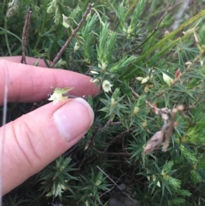 Melichrus urceolatus at Burra Creek, NSW - 21 Sep 2023