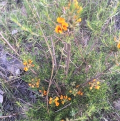 Pultenaea polifolia (Dusky Bush-pea) at Burra Creek, NSW - 20 Sep 2023 by SuePolsen