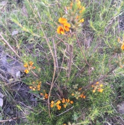 Pultenaea polifolia (Dusky Bush-pea) at Burra Creek, NSW - 20 Sep 2023 by SuePolsen