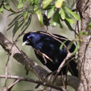 Ptilonorhynchus violaceus at Wamboin, NSW - 21 Sep 2023