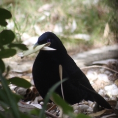 Ptilonorhynchus violaceus at Wamboin, NSW - 21 Sep 2023