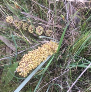 Lomandra multiflora at Burra Creek, NSW - 20 Sep 2023 05:08 PM