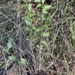 Ligustrum lucidum at Majura, ACT - 20 Sep 2023