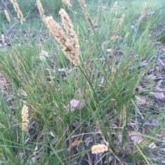 Carex appressa (Tall Sedge) at Burra Creek, NSW - 20 Sep 2023 by SuePolsen