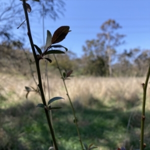 Prunus sp. at Majura, ACT - 20 Sep 2023 10:16 PM