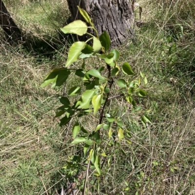 Pyrus sp. (An Ornamental Pear) at Majura, ACT - 20 Sep 2023 by waltraud