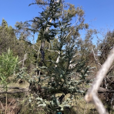 Acacia baileyana (Cootamundra Wattle, Golden Mimosa) at Majura, ACT - 20 Sep 2023 by waltraud