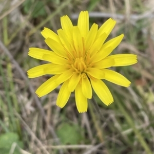 Microseris walteri at Bruce, ACT - 21 Sep 2023 09:11 PM