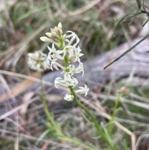 Stackhousia monogyna at Bruce, ACT - 21 Sep 2023