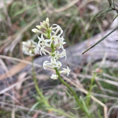 Stackhousia monogyna (Creamy Candles) at Flea Bog Flat, Bruce - 21 Sep 2023 by JVR