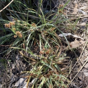 Luzula densiflora at Majura, ACT - 20 Sep 2023