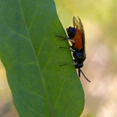 Lophyrotoma analis (Sawfly, Ironbark Sawfly) at Higgins, ACT - 18 Sep 2023 by MichaelWenke