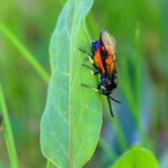 Lophyrotoma analis at Higgins, ACT - 18 Sep 2023